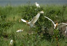 cattle egret breed feed DB 80-400zm V2 DSC_6666_edited-2.jpg