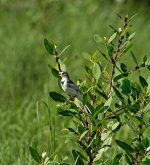 white wagtail 80-400zm_N8D5230_edited-1.jpg