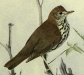 wood thrush.jpg