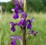 Green-winged Orchid2.jpg