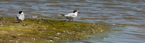 3rd yr Common Tern at Freiston (Toby).jpg