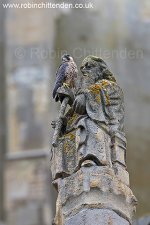 449 Peregrine (Falco peregrinus) Norwich Cathedral June 2013 cp pt crs sl 130dpi.jpg