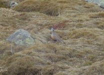 Dotterel.jpg