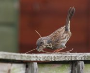 Nesting-dunnock-1-small.jpg