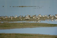 terek sands sandplovers tatlers rx100 stx95 DSC01539_edited-2.jpg