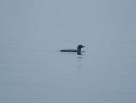 great northern diver record shot.jpg