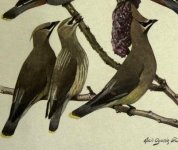 Waxwings, cedar.jpg