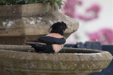 DSC04491 (2) rosy starling bath.jpg