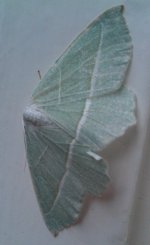 green moth bf.jpg