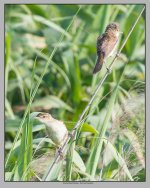 Oriental%20Reed%20Warbler%20%232%20-%20Nan%20Hui%2C%20Shanghai-X2.jpg