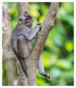 Macaque%20Monkey%20%231%2C%20Kinabatangan%2C%20July%202013_web-X2.jpg