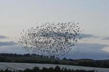 Starlings at Kinnordy.jpg