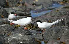 Roseate Tern s.jpg