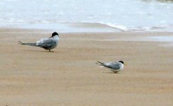 Little Tern s.jpg