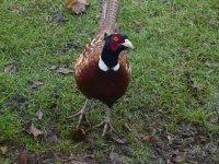 Pheasant-1.jpg