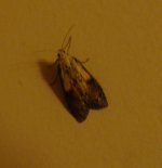 mothing1.jpg