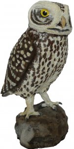 Athene noctua 07 Ret.JPG