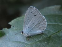 Holly Blue.jpg