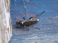 IMG_6411_Ichneumon molitorius.jpg