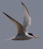 Little Tern def. Landguard 27.5.13.jpg