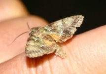 Guernsey Underwing 6a.jpg