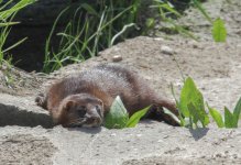 American Mink.jpg