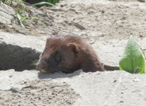 A Mink 3.jpg