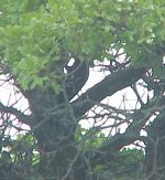 Pileated Woodpecker II 5-15-05.jpg