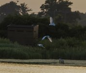 3 l egrets IMG_3839.jpg