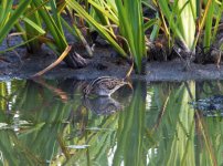 Snipe Amys marsh IMG_3822.jpg