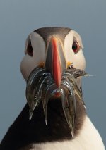 Puffin,JPG.JPG