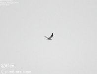 Kite,Black-winged_001.jpg