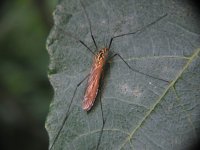 Tiger Crane Fly.jpg