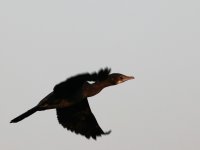 indian shag.jpg