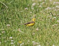 Wagtail yellow wagtail motacilla flava flavissima male 3LQ Chosley Barns Norfolk 250613_edited-2.jpg