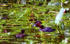 Little Grebe 4s.jpg