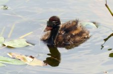 Little Grebe 3s.jpg