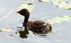 Little Grebe 2s.jpg