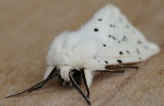 White Ermine.jpg