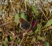 Brown Argus-female.jpg