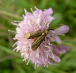 longhorn adela rufimitrella chalky bank 070813xxx.jpg