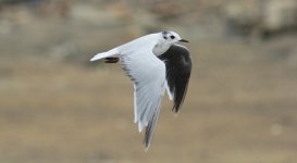 LIttle Gull 3.jpg