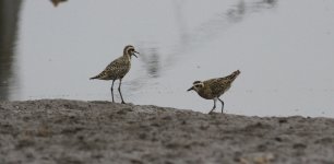 Pacific Golden Plover.jpg