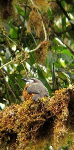 White-faced Nunbird - Hapaloptila castanea 1 - La Mesenia, W Andes.jpg