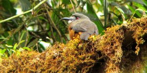 White-faced Nunbird - Hapaloptila castanea 3 - La Mesenia, W Andes.JPG