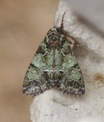 Guernsey Underwing 4a.jpg