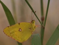 Clouded Yellow..1 lower.jpg
