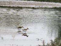 IMG_4150a curlew sand.jpg
