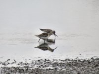 IMG_4162a curlew sand.jpg