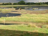 IMG_4184a cattle at flashes.jpg